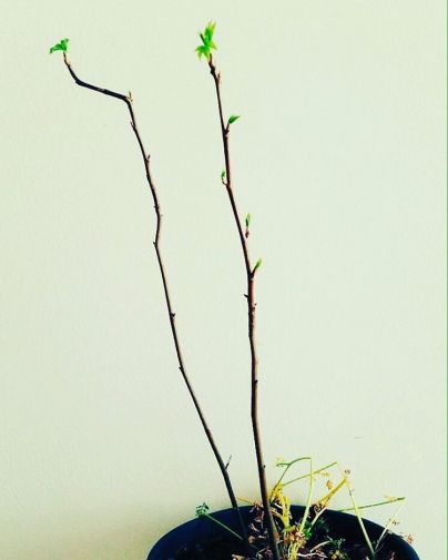 arce arribalasramas arce arribalasramas