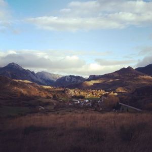 Bosque de eDilio Proyectos Arriba las Ramas