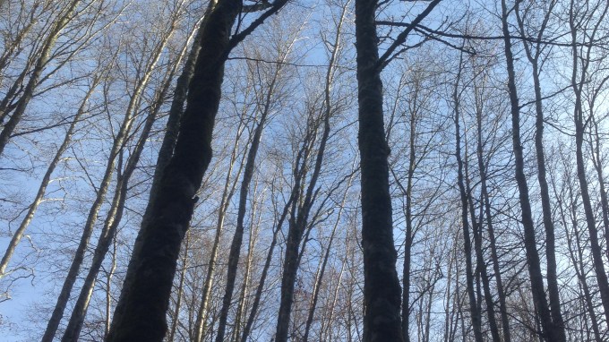 Selva Irati Arriba las Ramas