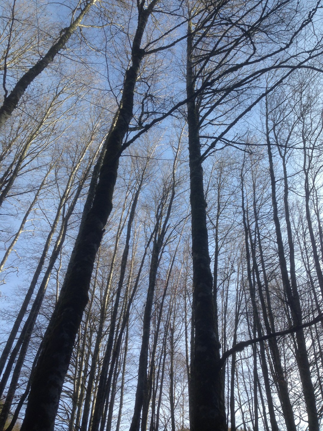 Selva Irati Arriba las Ramas