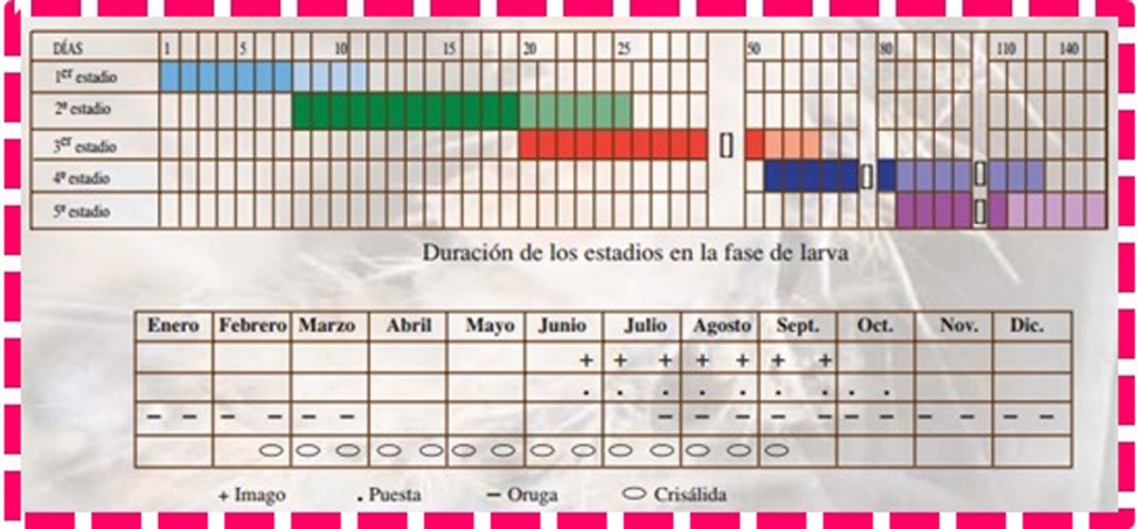 Tabla estadío procesionaria