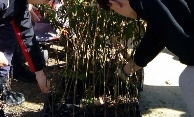 Foto de Arriba las Ramas